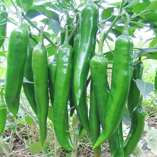 青椒-蔬菜配送-深圳市益佳餐飲管理服務有限公司